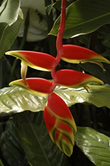 Keith And Rebecca Snell Prints: Heliconia Rostrata, San Jose, Costa Rica