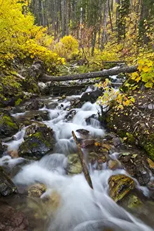 Whitefish Prints: Hellroaring Creek decked out in autumn color near Whitefish, Montana, USA