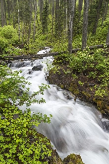 Whitefish Prints: Hellroaring Creek flowing strong in spring near Whitefish, Montana, USA