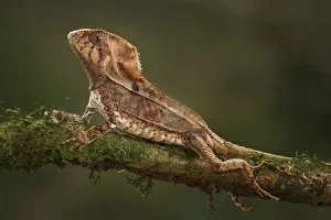 South America Prints: Helmeted Basilisk Lizard, Costa Rica