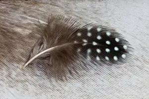 Natural Pattern Prints: Helmeted Guineafowl feather on Egyptian goose feather