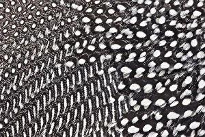 Images Dated 1st December 2011: Helmeted Guineafowl feathers in Black and White