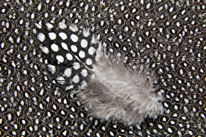 Images Dated 2nd December 2011: Helmeted Guineafowl feathers in Black and White