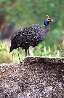 Helmeted Guineafowl, Numida meleagris, Tanzania Africa