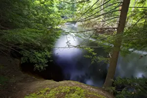 Images Dated 12th August 2015: Hemlock trees on the banks of the Ipswich River at the Essex County Greenbelt Association s