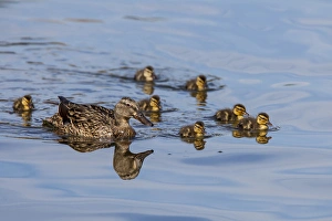 Brood Prints: The hen and brood of young Mallard chicks on the waters of Lake Murray