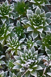 Images Dated 5th January 2006: Hen & Chicks succulent with frost in the early morning in our garden, Sammamish