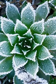 Hen & Chicks succulent with frost in the early morning in our garden, Sammamish