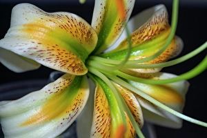 Lee Klopfer Prints: Henry's lily