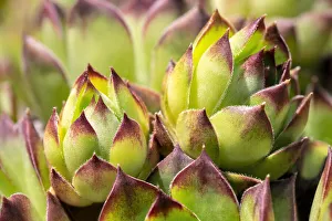 Succulent Prints: Hens and chicks, succulents, USA