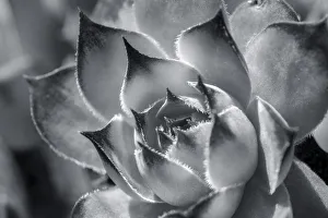 Hens and chicks, succulents, USA