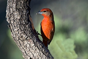 The hepatic tanager (Piranga flava), a medium-sized American songbird, feeding on sap