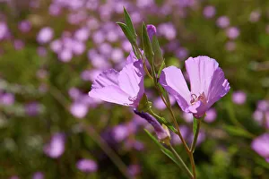 Rick A Brown Prints: Herald-of-summer on the oak savanna