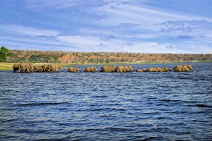 Mammalia Prints: A herd of African Bush Elephants (Loxodonta africana), crossing the Chobe River