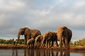 Head And Shoulders Prints: A herd of African elephants, Loxodonta Africana, drinking. Mashatu Game Reserve, Botswana