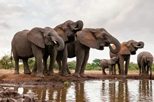 Nursing Prints: A herd of African elephants, Loxodonta Africana, drinking. Mashatu Game Reserve, Botswana
