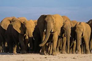 Togetherness Prints: Herd of African elephants, Loxodonta Africana