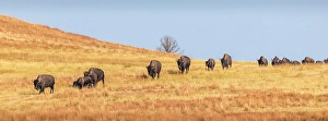 Grassland Prints: A herd of bison make their way from one pasture to another, as a daily routine