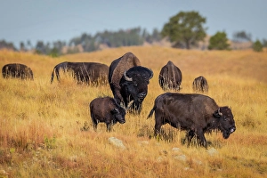 Images Dated 2025: A herd of bison make their way from one pasture to another, as a daily routine
