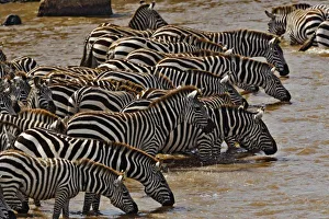 Images Dated 18th July 2005: Herd of Burchell s
