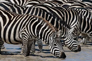 Migrating Prints: A herd of Burchell's Zebras