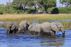 Leadership Prints: Herd of elephants stay close and follow the matriarch while crossing the river. Baby