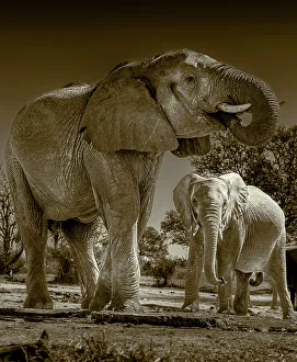 National Reserve Prints: Herd of elephants at watering hole enjoying the plentiful water as drink and showers