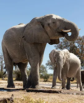 Images Dated 3rd February 2023: Herd of elephants at watering hole enjoying the plentiful water as drink and showers