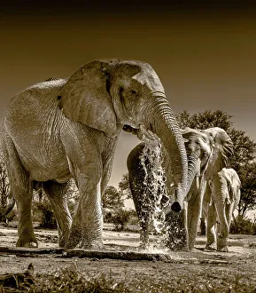 Images Dated 3rd February 2023: Herd of elephants at watering hole enjoying the plentiful water as drink and showers