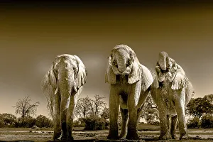 Images Dated 25th January 2023: Herd of elephants at watering hole enjoying the plentiful water as drink and showers