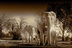 Herd of elephants at watering hole enjoying the plentiful water as drink and showers. Camelthorn Lodge. Hwange National Park. Zimbabwe