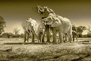 Images Dated 18th August 2022: Herd of elephants at watering hole enjoying the plentiful water as drink and showers