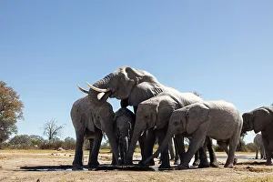 Images Dated 18th August 2022: Herd of elephants at watering hole enjoying the plentiful water as drink and showers