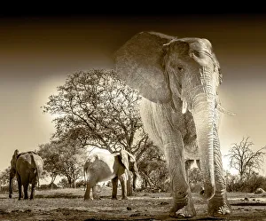 Images Dated 18th August 2022: Herd of elephants at watering hole enjoying the plentiful water as drink and showers