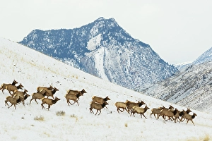 Migrating Prints: Herd of elk migrating to lower country in Montana