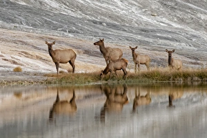 Wyoming Prints: Herd of Elk and reflection, Canary Spring, Yellowstone National Park, Montana / Wyoming