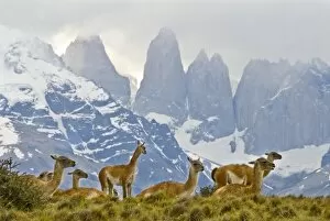Herd of Guanacos with Paine Towers in background, Torres Del Paine National Park