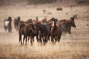 Animals Prints: Herd of horses in dry grasses of New Mexico