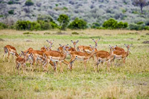 Images Dated 2021: A herd if impala in the Masai Mara, Kenya, Africa