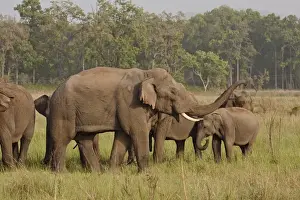 Images Dated 4th June 2009: Herd of Indian / Asian Elephants, Corbett National Park, India