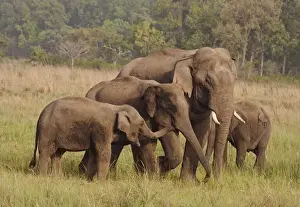 Family Prints: Herd of Indian / Asian Elephants, Corbett National Park, India