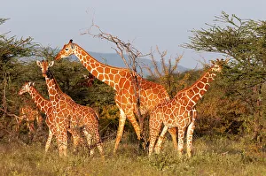 Giraffe Prints: A herd of Masai giraffes, Giraffa camelopardalis, eating. Samburu Game Reserve, Kenya