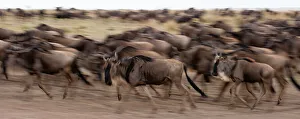 Ungulate Prints: A herd of migrating wildebeests
