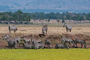 Ungulate Prints: A herd of plains zebras, Equus quagga