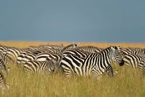 Herbivorous Prints: Herd of Plains zebras, Equus quagga