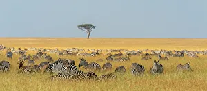 Herbivorous Prints: Herd of Plains zebras, Equus quagga