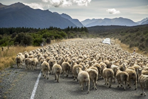 Images Dated 3rd March 2013: A herd of sheep block the road near Milford Sound, South Island, New Zealand
