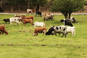 Images Dated 30th July 2011: Herd of Texas Longhorn cattle in green pasture