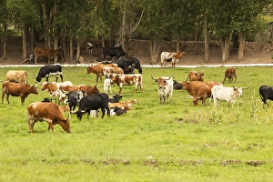 Images Dated 30th July 2011: Herd of Texas Longhorn cattle in green pasture