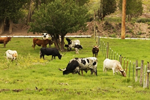 Images Dated 30th July 2011: Herd of Texas Longhorn cattle in green pasture
